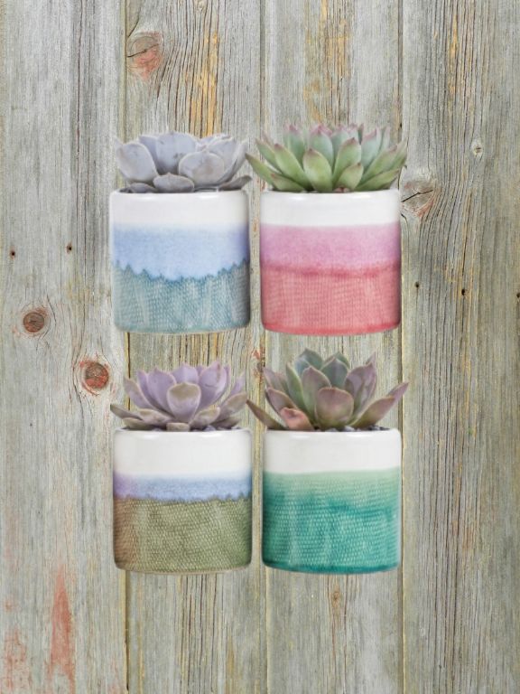 4" COLORFUL OMBRE SUCCULENT PLANT COMBO